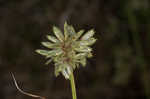 Royal flatsedge